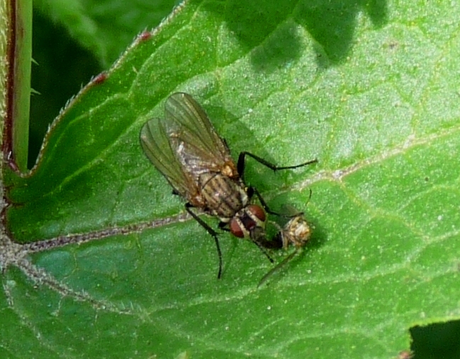 Crossopalpus sp. probabile C. humilis (Hybotidae)